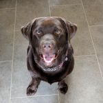 Millie Palmer - @milliethechocodoggo - Instagram