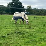 Millie horse reed - @milli3_1311 - Instagram