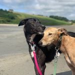 Millie and Roy - @millie.and.roy - Instagram