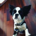 Millie Siegel - @millietheroyal - Instagram