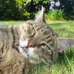 Millie Simmons - @murphycat123 - Instagram