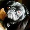 Millie Smith - @luvpugmug - TikTok