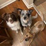 Millie, Kaycee, Talley Schwartz - @3schwartz_pups - Instagram