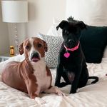 Talley and Millie - @talleyandmillie - Instagram