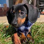millie tate - @millie_the_miniweenie - Instagram