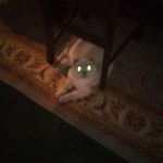 Animal lover - @tyson_and_millie - Instagram