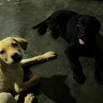 It’s us Millie and Tyson🐶 - @_millie_and_tyson_ - Instagram