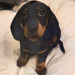 M I L L I E  T Y S O N 🐾 - @millietheminityson - Instagram