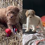 Miilie and tyson - @millie_and_tyson - Instagram