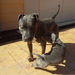 Tyson & Millie 💕🐶 - @tyson_and_millie_ - Instagram