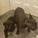 @tyson_and_millie_96592 - Instagram
