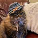 Millie 🐈 - @milliewearshats - Instagram