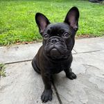 Millie Webster - @sillymilliew - Instagram