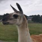Amelia millie weir - @ameliamillieweir - Instagram