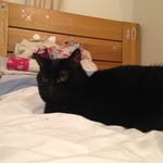 Millie Weir - @impractical__bagheera - Instagram
