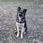 Millie Mae Welch - @millie_the.gsd - Instagram