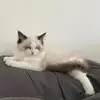 Millie Zhang - @millie.zhang3 - TikTok