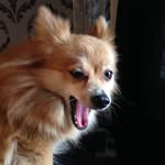 Hey Guys Im A Dog - @milly_ford4 - Instagram