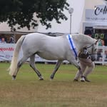 Millyford New Forest Ponies - @millyfordnewforestponies - Instagram