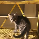 milly mo holland - @sillymillykitty - Instagram