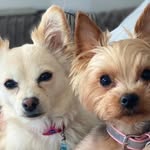 Milly-May & Pom-Pom - @millymay_pompom - Instagram