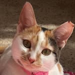 Milly May the Kitty🐈 - @millymaythekitty - Instagram
