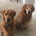 Measley - Milo_Beasley - @measley_milo_beasley - Instagram