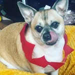 Milo Beasley - @milo_the_teacup_pup - Instagram