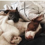 milo, guinness, & beck - @miloguinnessandbeck - Instagram