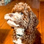 MILO BOI - @the.life.of.milo.bowman - Instagram