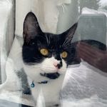 @milo_sightings_bowmanwest - Instagram
