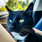 Milo Clark - @milo.kitty.clark - Instagram
