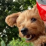 Milo - @milocollier1983 - Instagram