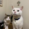 Milo & Derpy - @milo.derpy - TikTok