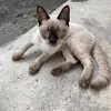 Me llamo Milo - @milosiames - TikTok