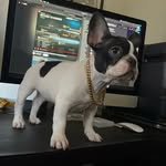 Milo Fields - @miemiethefrenchie - Instagram