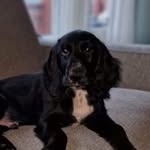 Milo - @milo_fieldspaniel - Instagram