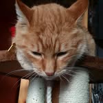 Milo Graham - @milo_the_talking_cat - Instagram