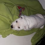 Milo Graham - @milothestaffy_1 - Instagram
