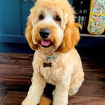 milo graham - @__milo__the__puppy__ - Instagram