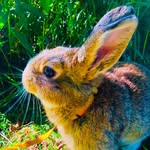 Milo Graham - @milo_the_bunn2020 - Instagram