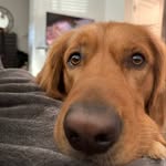 Milo Graham - @theadventuresofmilo_and_gus - Instagram