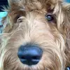 milo graham🐾 - @pawsupformilograham - TikTok