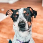 Milo Graham Everett - @milocanhop - Instagram