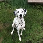 Milo - @milograham6 - Instagram