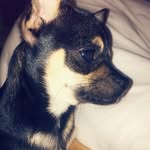 Milo - @milograhamx - Instagram