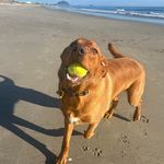 Milo Harris - @milo_loki_nz - Instagram