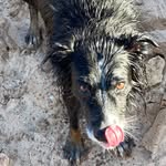 Milo Harris - @hairyharris123 - Instagram