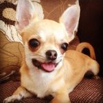 Milo Harris - @milo_chihuahua_ - Instagram