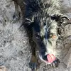 Milo Harris - @milo.harris63 - TikTok